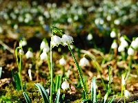 Śnieżyce, Rozświetlone, Kwiaty