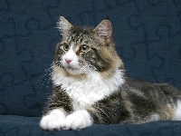 Snowshoe