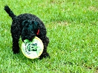 soczysta, Kerry blue terrier, trawa