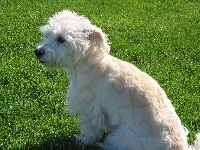 soczysta, Dandie Dinmont Terrier, trawa