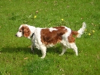 soczysta, duży, Springer spaniel walijski, trawa