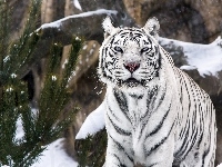 Sosna, Tygrys, Biały, Śnieg