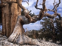 Sosna, Bristlecone