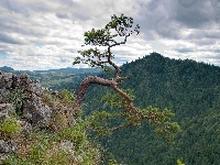 Góry, Sosna, Pieniny