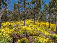 Kwiaty, Las, Park Przyrody Cumbre Vieja, Sosny, Lucerna nerkowata, Wyspy Kanaryjskie, Hiszpania, Żółte, Wyspa La Palma