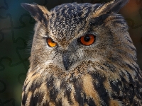 Sowa Uszata
