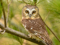 Gałązki, Sowa, Włochatka mała, Sosna