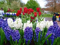 Hiacynty, Wiosna, Kwitnące, Spacerowicze, Park, Lisse, Tulipany