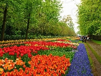 Lisse, Keukenhof, Park, Spacerowicze, Tulipany Szafirki