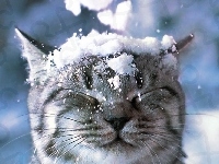 Śnieg, Spadający, Kotek
