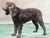 Amerykański spaniel dowodny