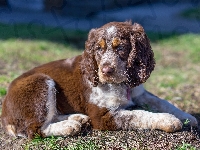 Cocker spaniel angielski, Szczeniak, Pies