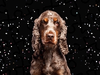 Spaniel, Cocker, Brazowy