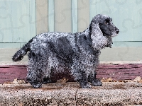 Maść, Pies, Cocker spaniel angielski, Blue roan