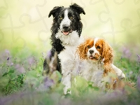 Border collie, Dwa, Psy, Cavalier king charles spaniel