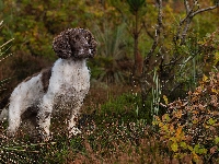 Roślinność, Pies, Springer spaniel angielski, Jesień