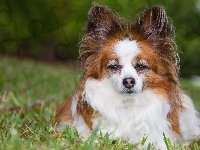 Pies, Spaniel kontynentalny miniaturowy Papillon