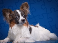 Papillon, Spaniel kontynentalny miniaturowy, Pies