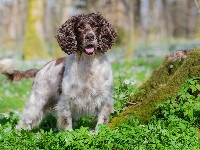 Trawa, Pies, Springer spaniel angielski, Mech