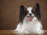 Spaniel kontynentalny miniaturowy papillon, Język