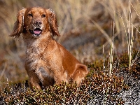 Pies, Working cocker spaniel