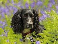 Spaniel, Czarny, Pies, Paprocie