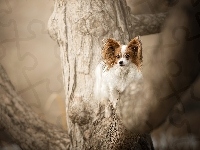 Spaniel kontynentalny miniaturowy Papillon, Pies, Drzewo