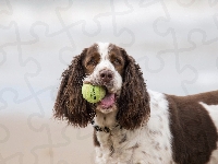 Piłka, Piłeczka, Cocer Spaniel