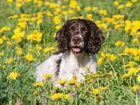 Pies, Łąka, Springer spaniel angielski, Mniszek, Kwiaty