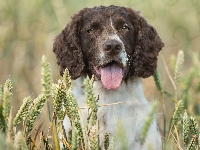 Pies, Zboże, Springer spaniel angielski, Rozmycie, Kłosy