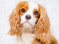 Cavalier king charles spaniel, Portret, Szczeniak