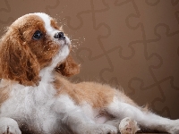 Cavalier king charles spaniel, Szczeniak, Szczeniak
