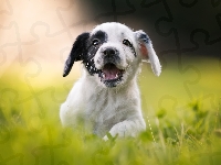 Rozmyte, Szczeniak, Cocker spaniel angielski, Tło