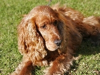 Spaniel, Trawa