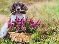 Koszyk, Pies, Springer spaniel angielski, Wrzosy