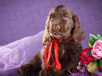 Kwiatki, Szczeniak, Cocker spaniel, Czerwona wstążka