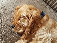 Cocker spaniel angielski, Śpiący, Pies, Szczeniak
