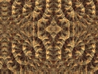 Spirale, Fraktale