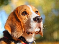 Spojrzenie, Beagle, Pies