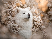 Pies, Spojrzenie, Samojed, Wiosna, Kwiaty