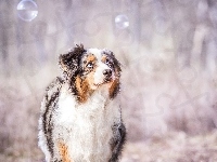 Spojrzenie, Owczarek australijski, Australian shepherd, Bańki