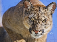 Spojrzenie, Puma, Zapatrzona