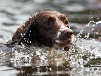 Springer spaniel angielski, Kąpiel