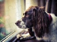 Springer spaniel, Smutny, Okno