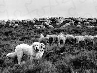 stado, Owczarki węgierskie Kuvasz, owce