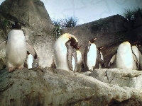 Pingwinów, Stado, Skały