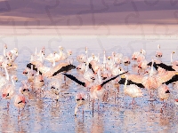 Stado, Flamingi, Ptaki