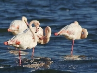 Stado, Flamingi Różowe, Woda