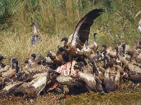 Stado, Sępów