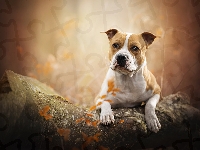 Kamień, Staffordshire bull terrier, Pies
